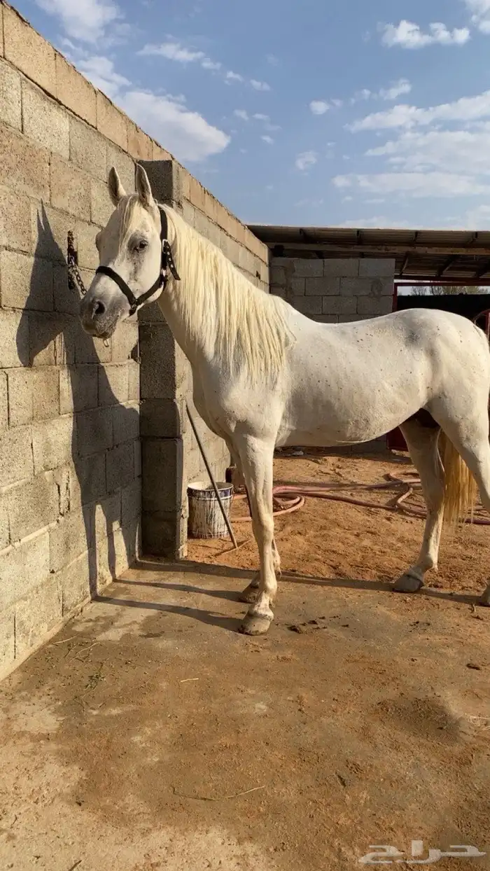 حصان 2