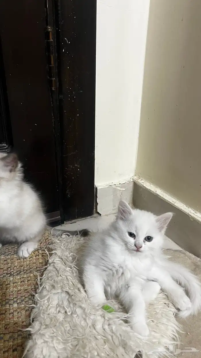 قطط للبيع 9