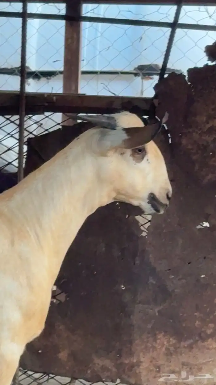 مشروع فحل بيشي 0