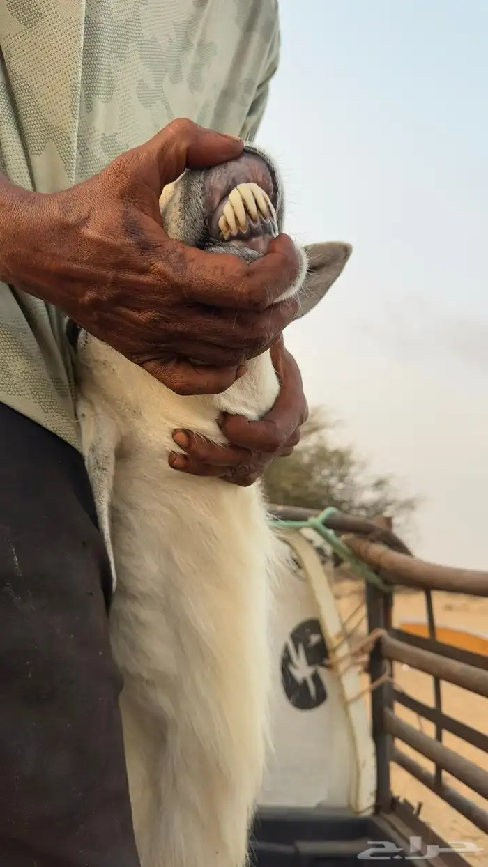 للبيع فحل حري السن جامع شباب 0
