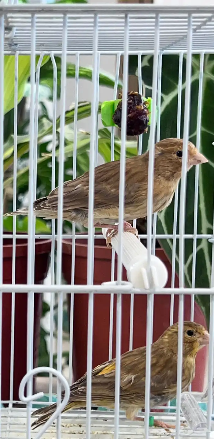 عدد اثنين فروخ كناري ( تم البيع ) 13