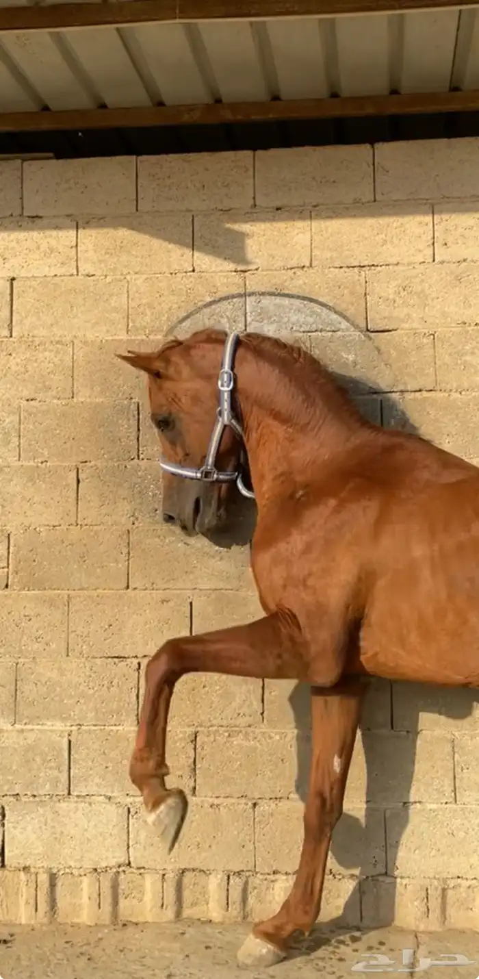 حصان شعبي كفو اموره طيبه ومعسوف 1