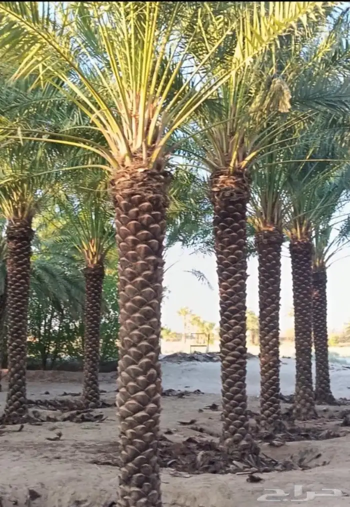 نخيل طيب انوع فاخره طيبه من القصيم نخلوطيب ومثمر 8