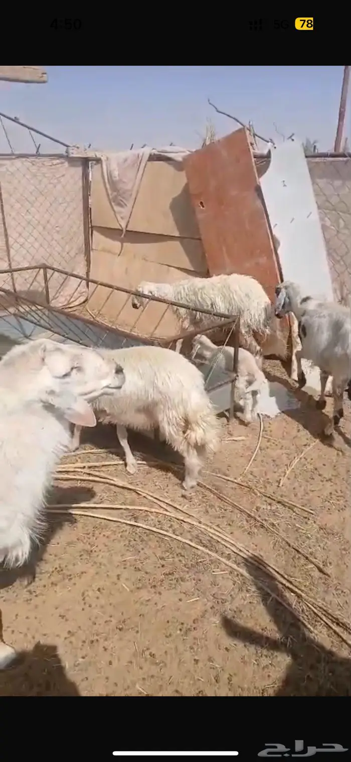 ضان كفو مع فحلها 0