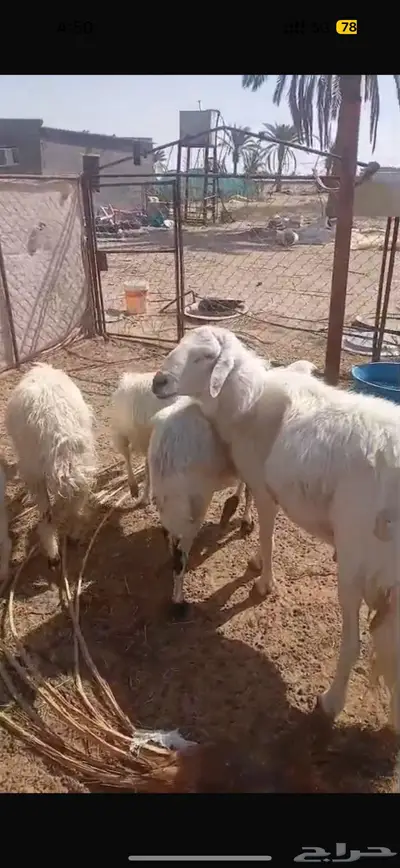 ضان كفو مع فحلها index