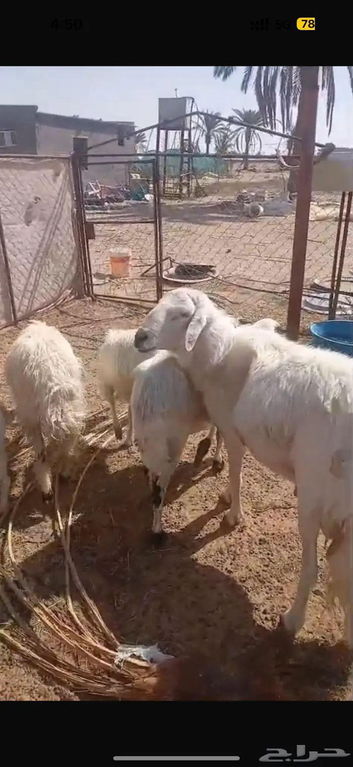 ضان كفو مع فحلها 1