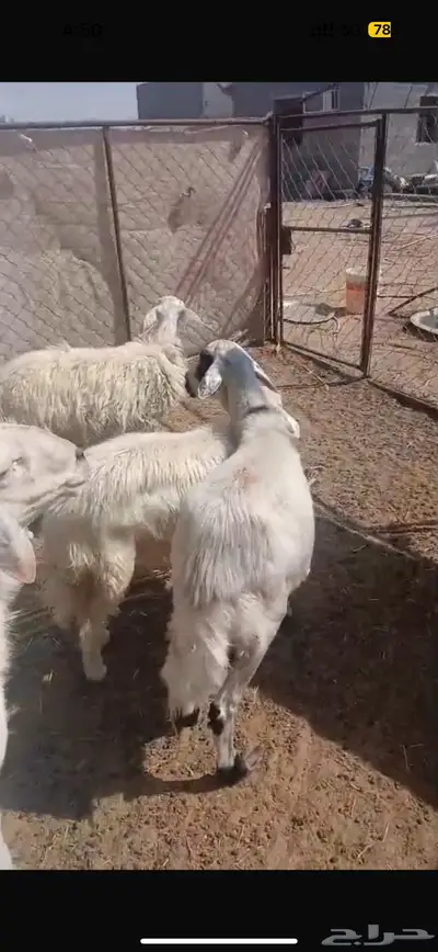 ضان كفو مع فحلها index