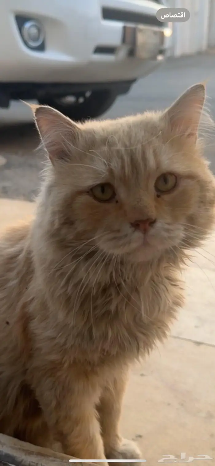 للتبني قط متخلى عنه 0