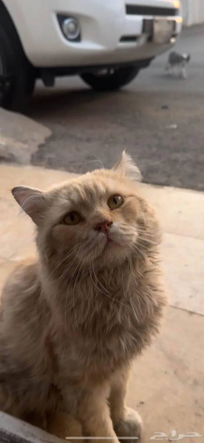 للتبني قط متخلى عنه 1