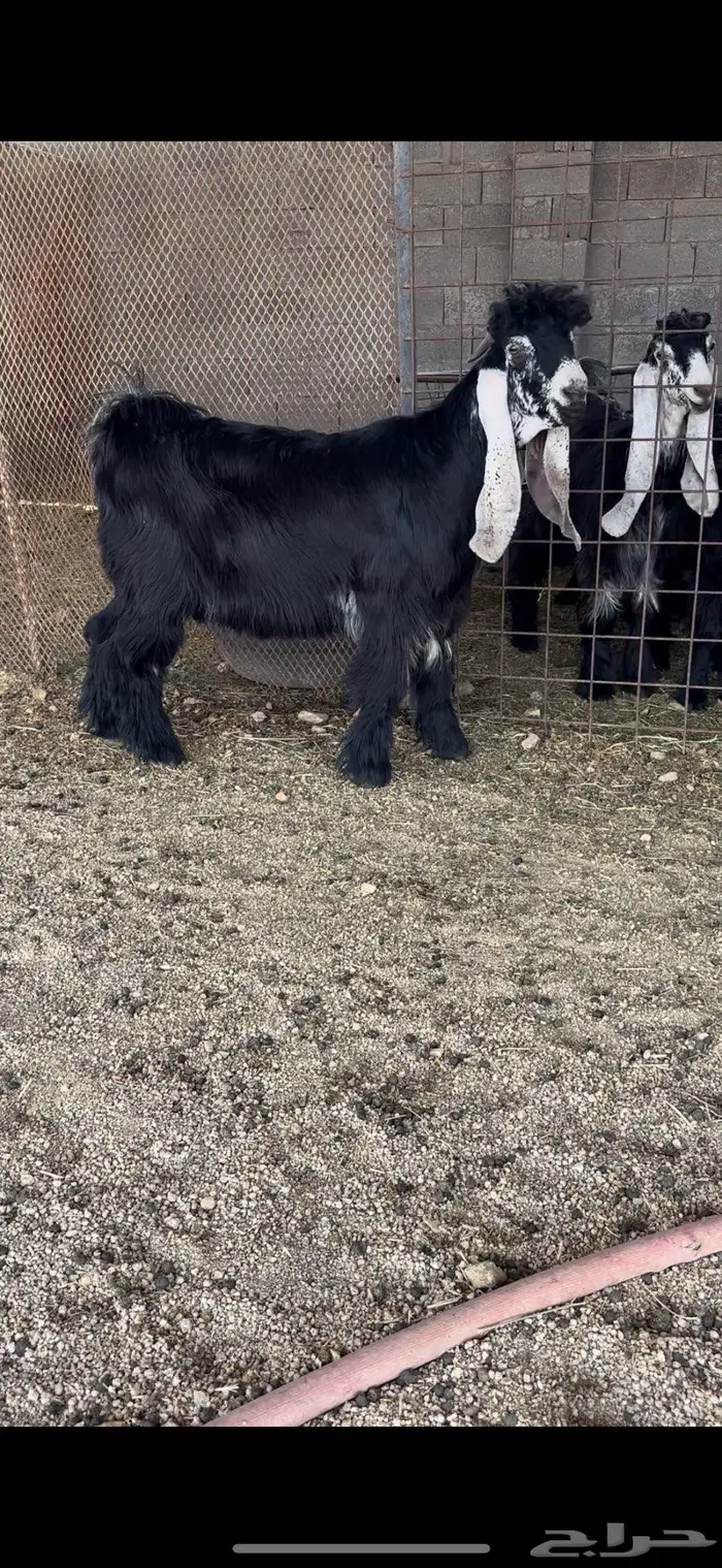 معزا عوارض صنف 2