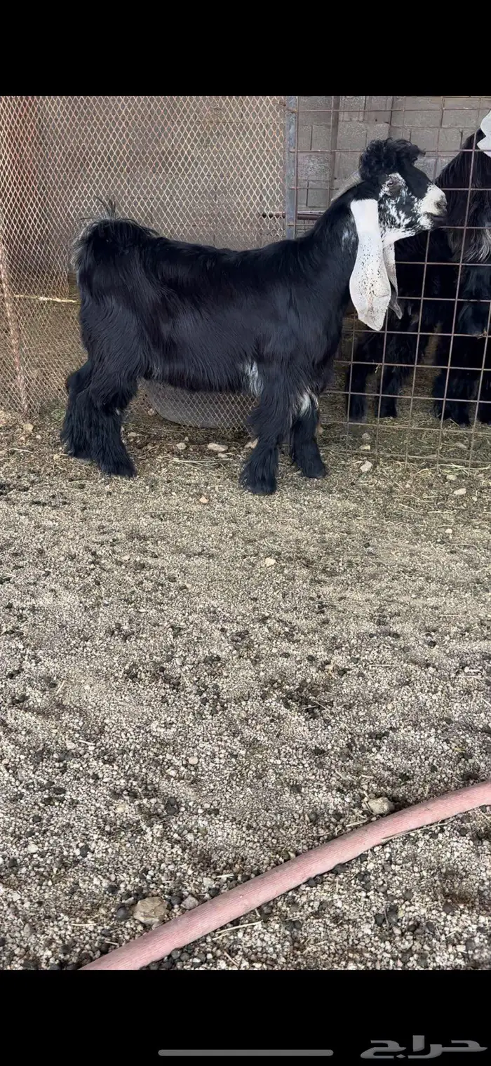 معزا عوارض صنف 0