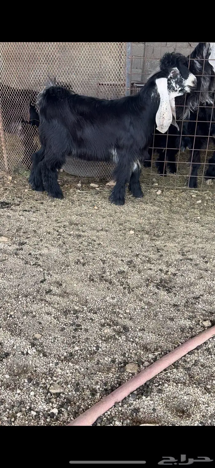 معزا عوارض صنف 3