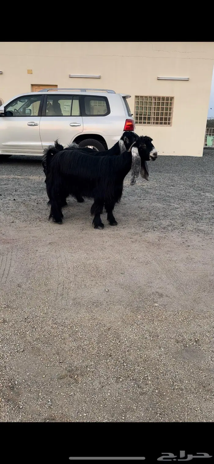 معزا عوارض صنف 4