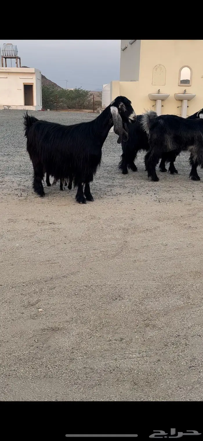 معزا عوارض صنف 5