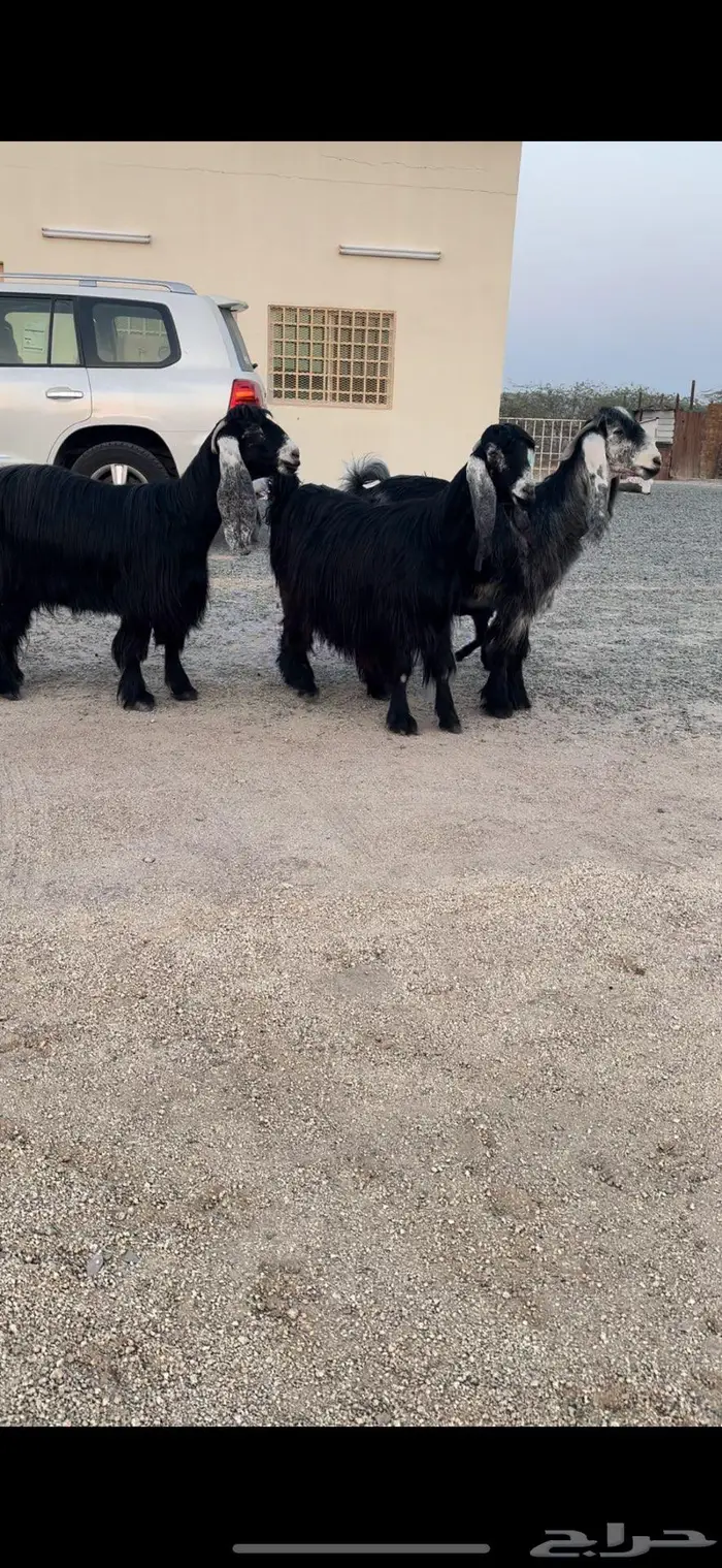 معزا عوارض صنف 6