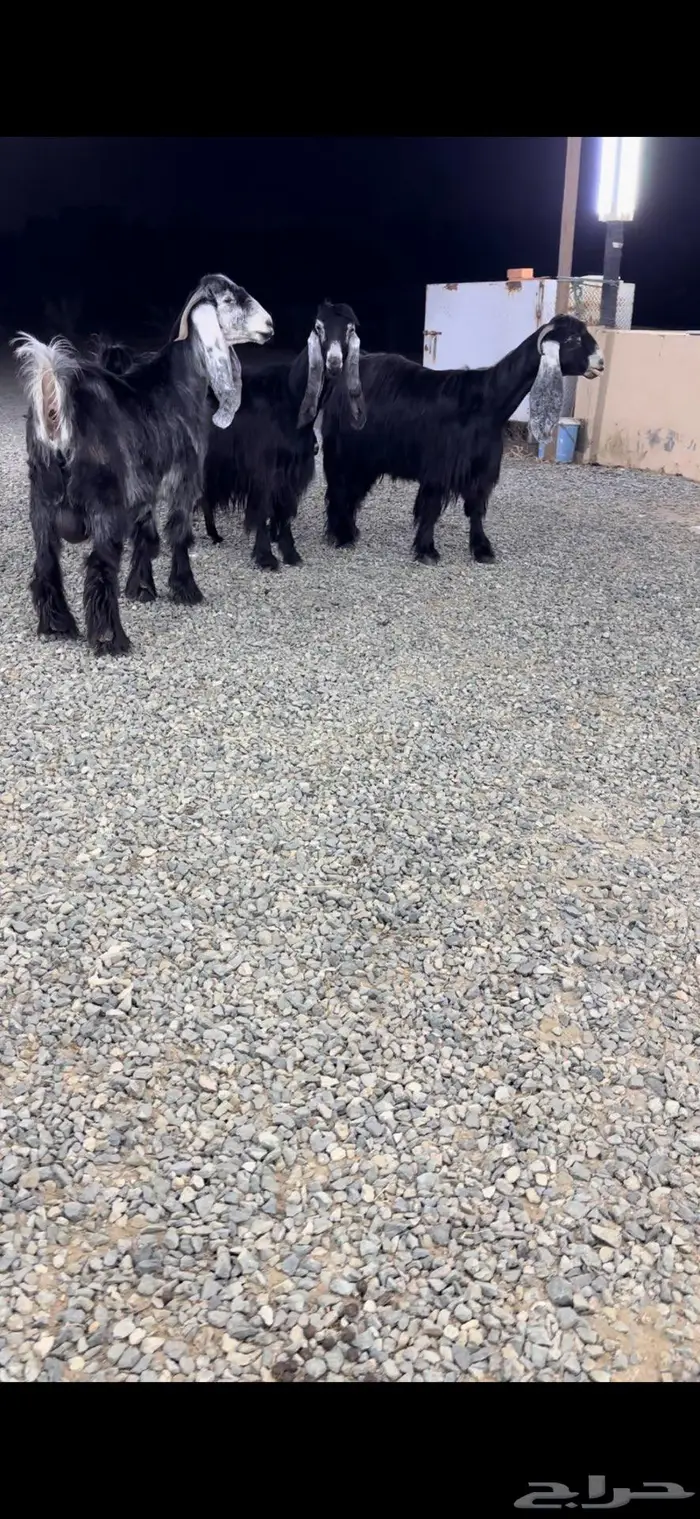 معزا عوارض صنف 8