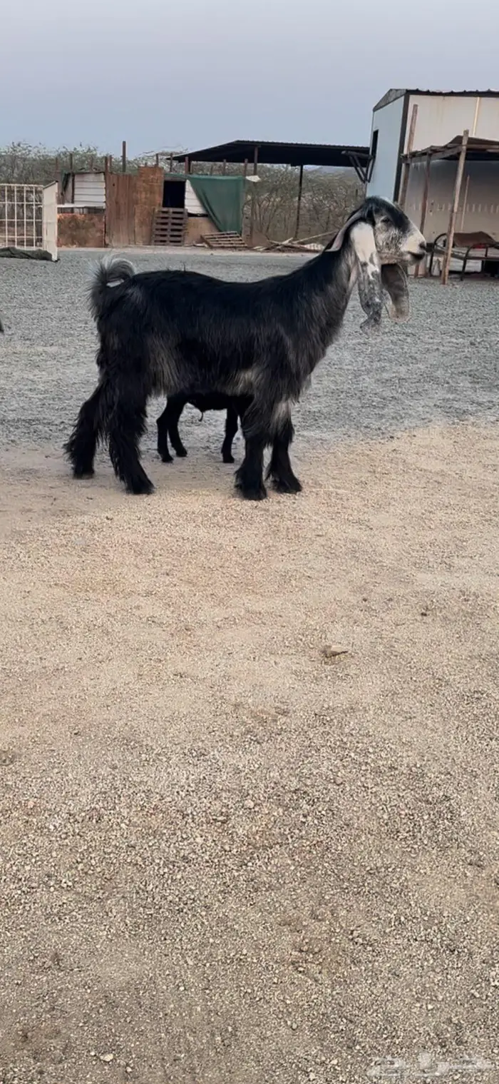 معزا عوارض صنف 9