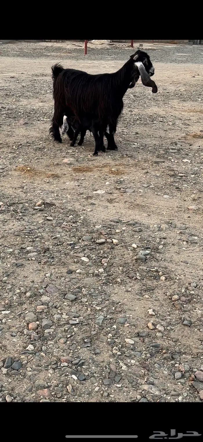 معزا عوارض صنف 10