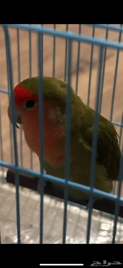 عصفورة روز ضايعة في الرانوناء   المدينة المنورة 0