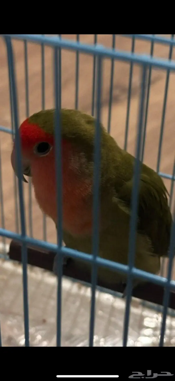 عصفورة روز ضايعة في الرانوناء   المدينة المنورة 0