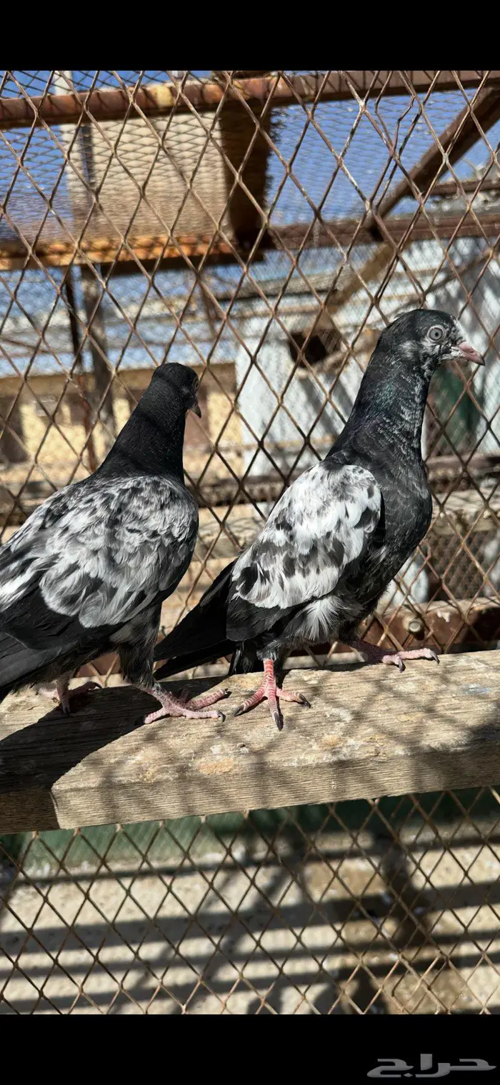 طبات تيديات بيور 3