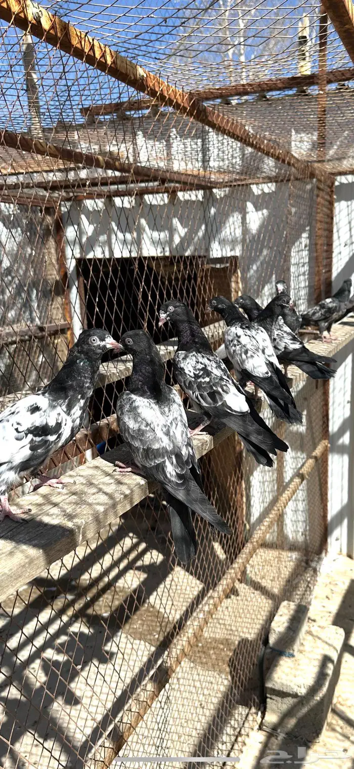 طبات تيديات بيور 0