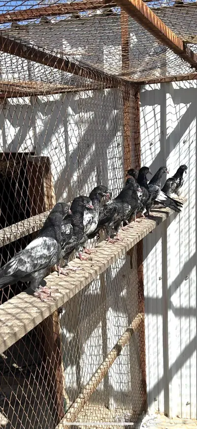 طبات تيديات بيور index