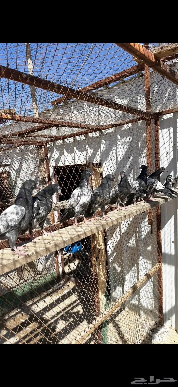 طبات تيديات بيور 2