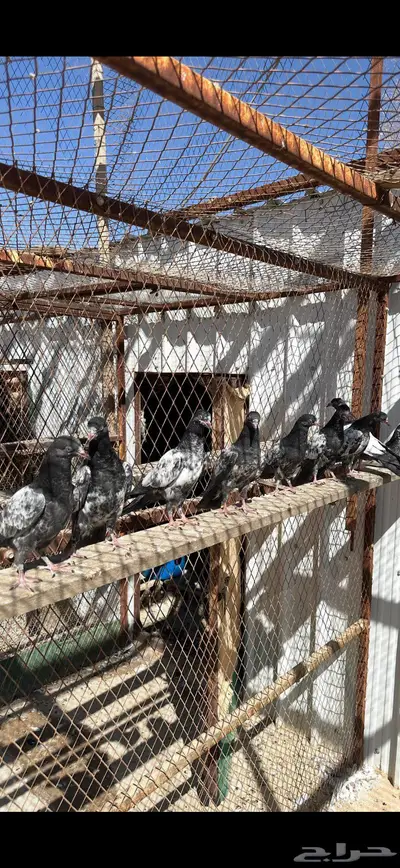 طبات تيديات بيور index