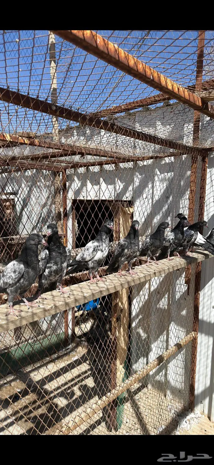 طبات تيديات بيور 4