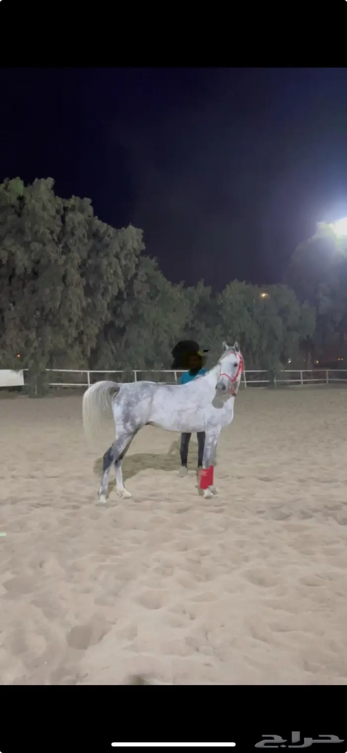 حصان شعبي للبيع 0