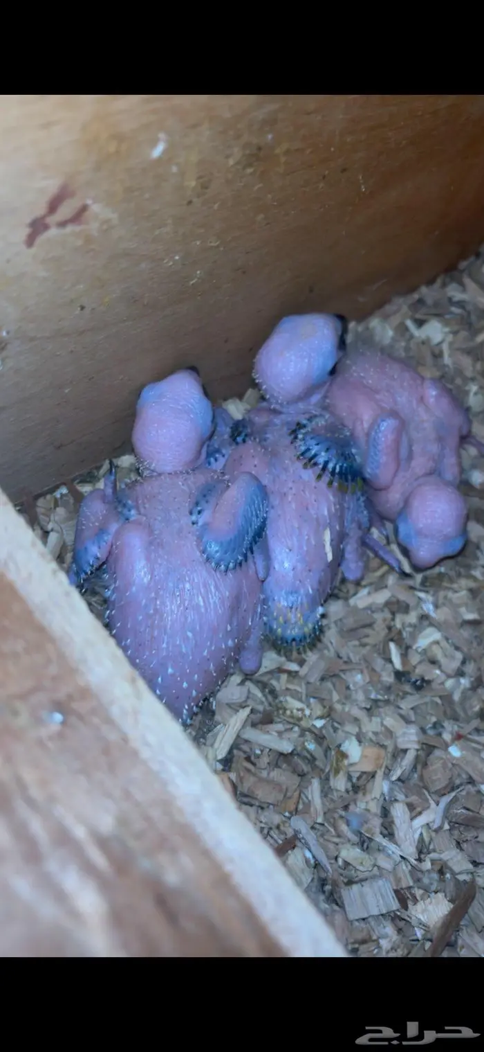 فروخ صن كنيور 1