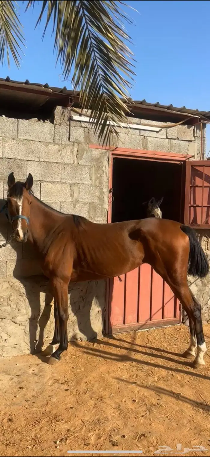 فرس شعبيه منتجه 0