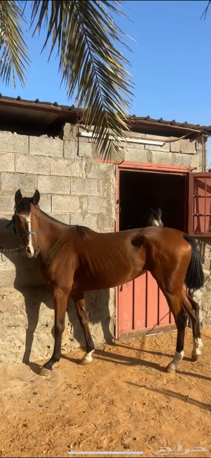 فرس شعبيه منتجه 2