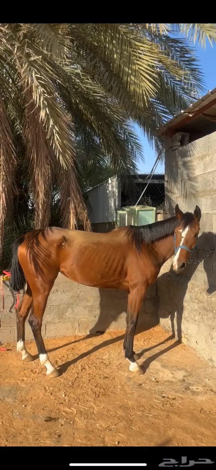 فرس شعبيه منتجه 3