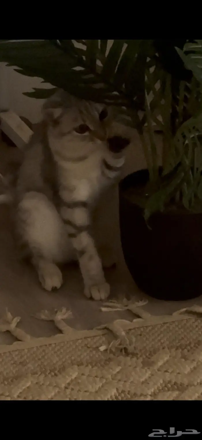 قطط تبني المخواة 1