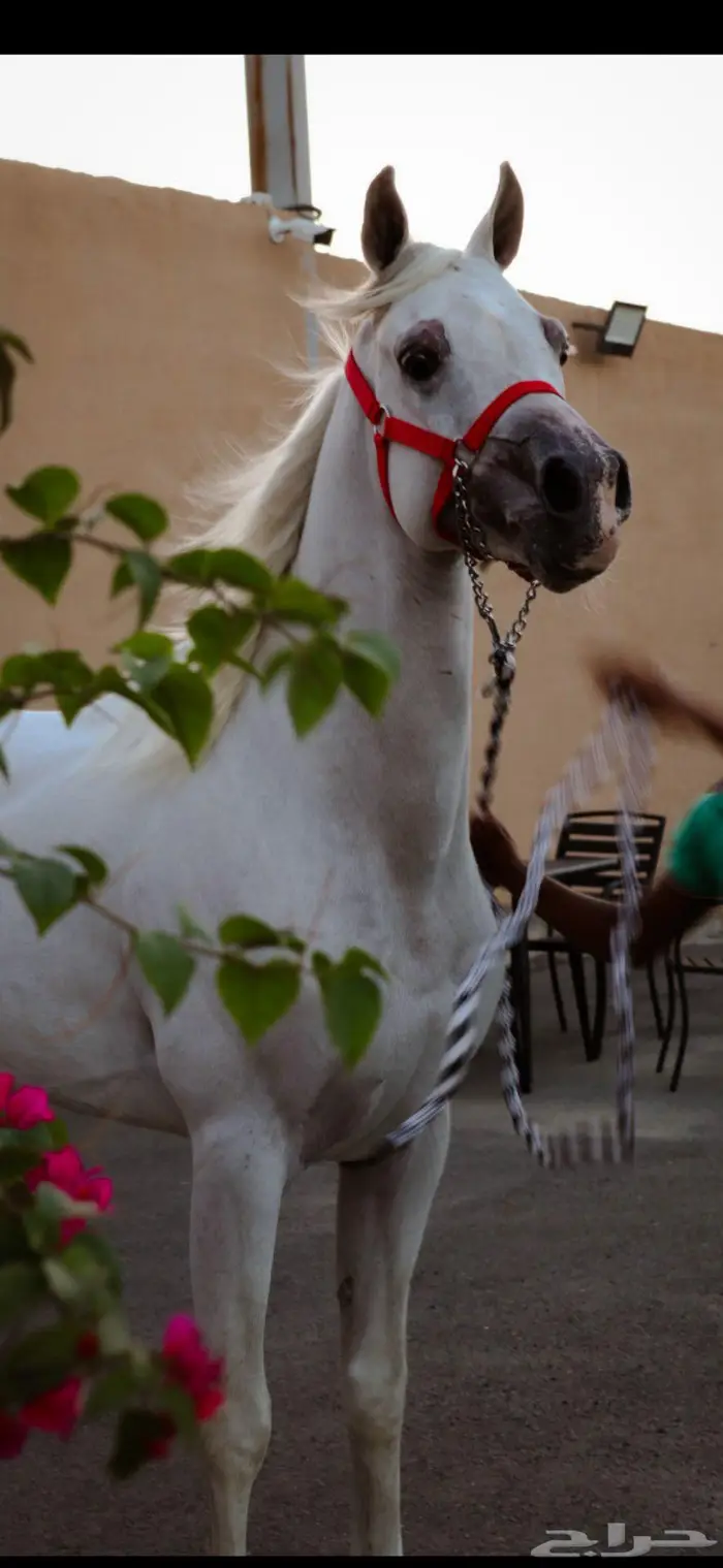 حصان عربي اصيل للبيع 0