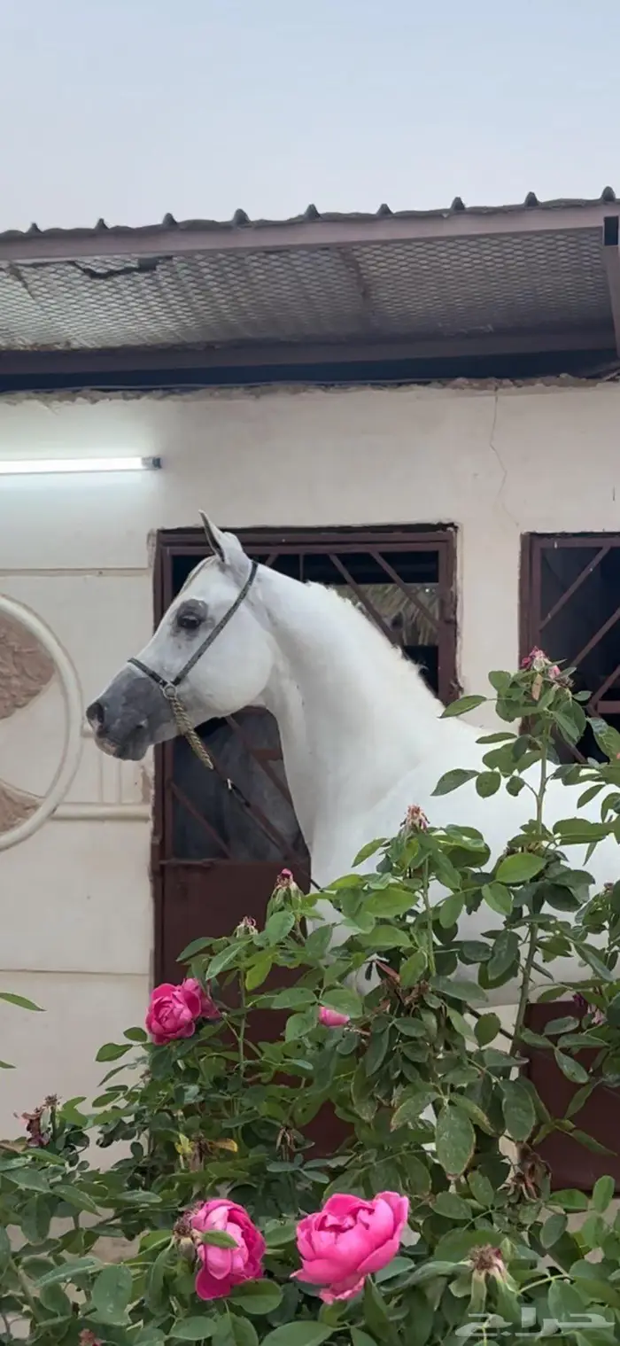 حصان عربي اصيل للبيع 2