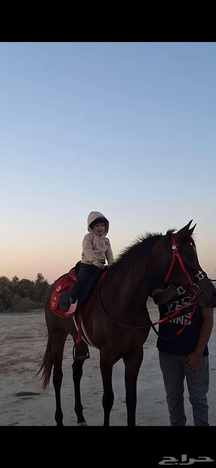 فرس شعبية العمر 3 سنوات ونص شرط ارحام سليمة 0