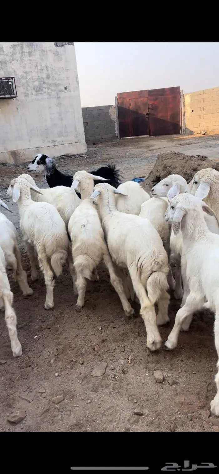 للبيع طليان السعر 890 2