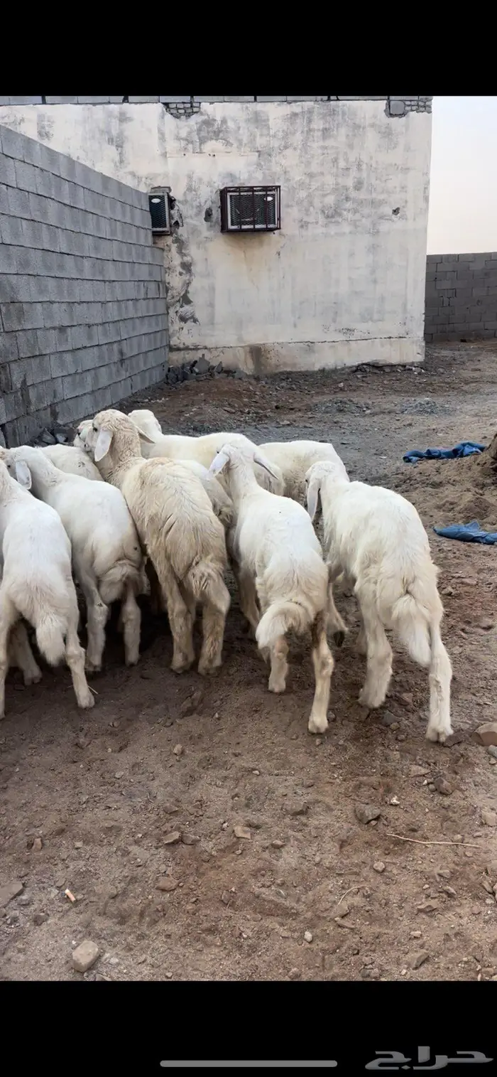 للبيع طليان السعر 890 0