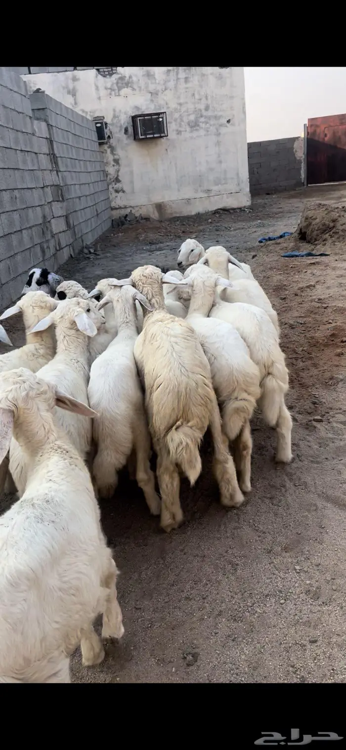 للبيع طليان السعر 890 1