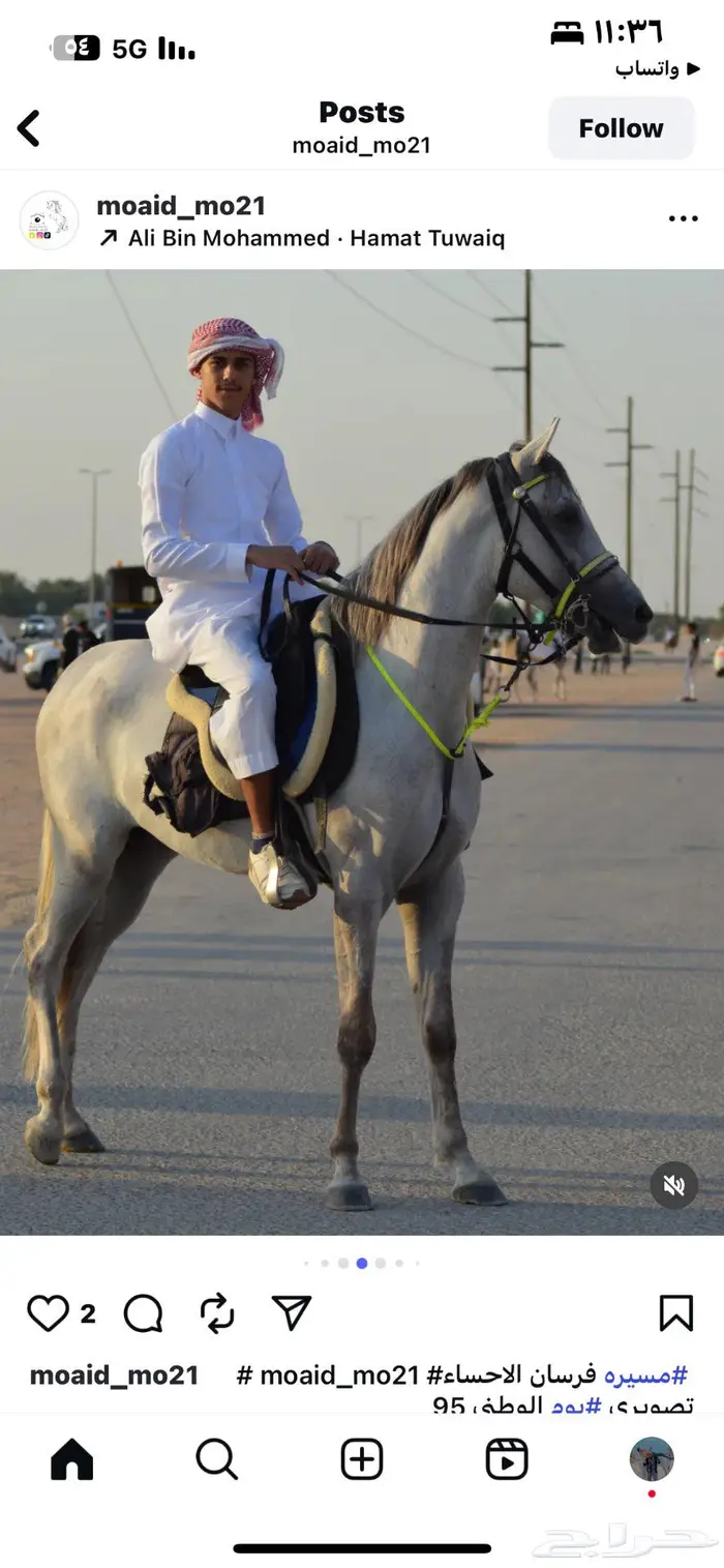 حصان مسجل والبيع شعبي وحصان اخر. شعبي 3