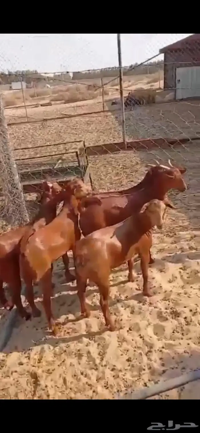 5 تيوس مغلقة جملة وتفريد(( تم البيع )) 0