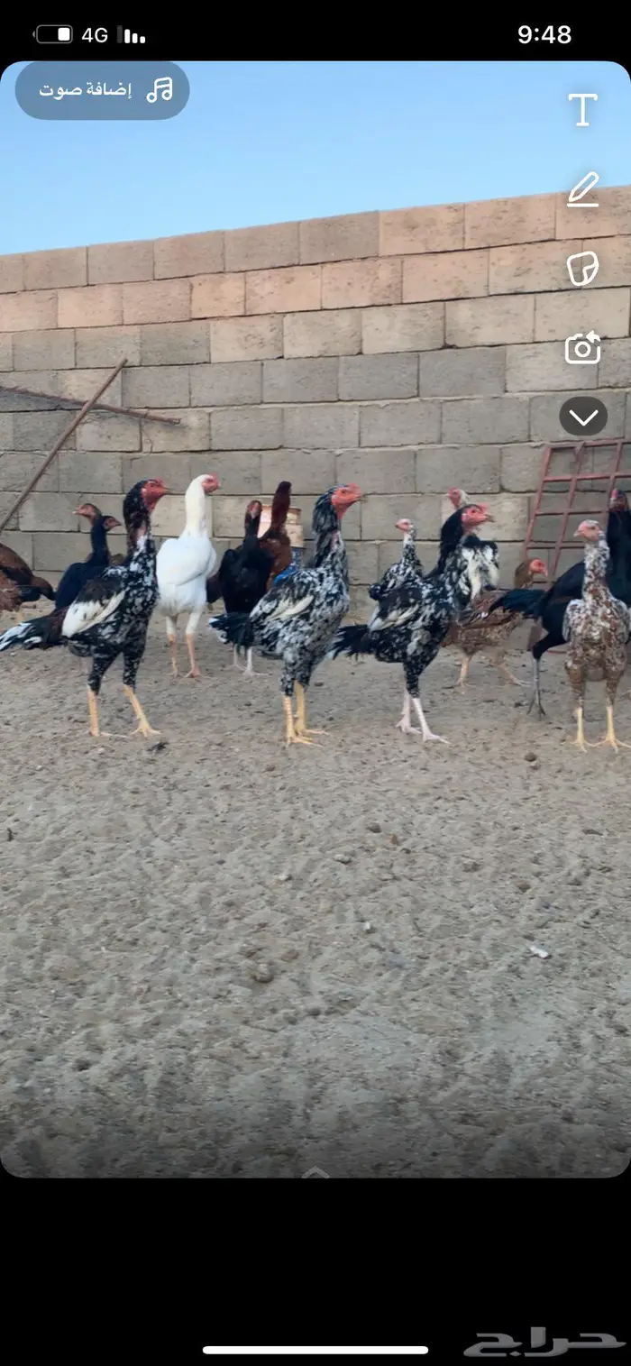 دجاج سندي دم صافي 0