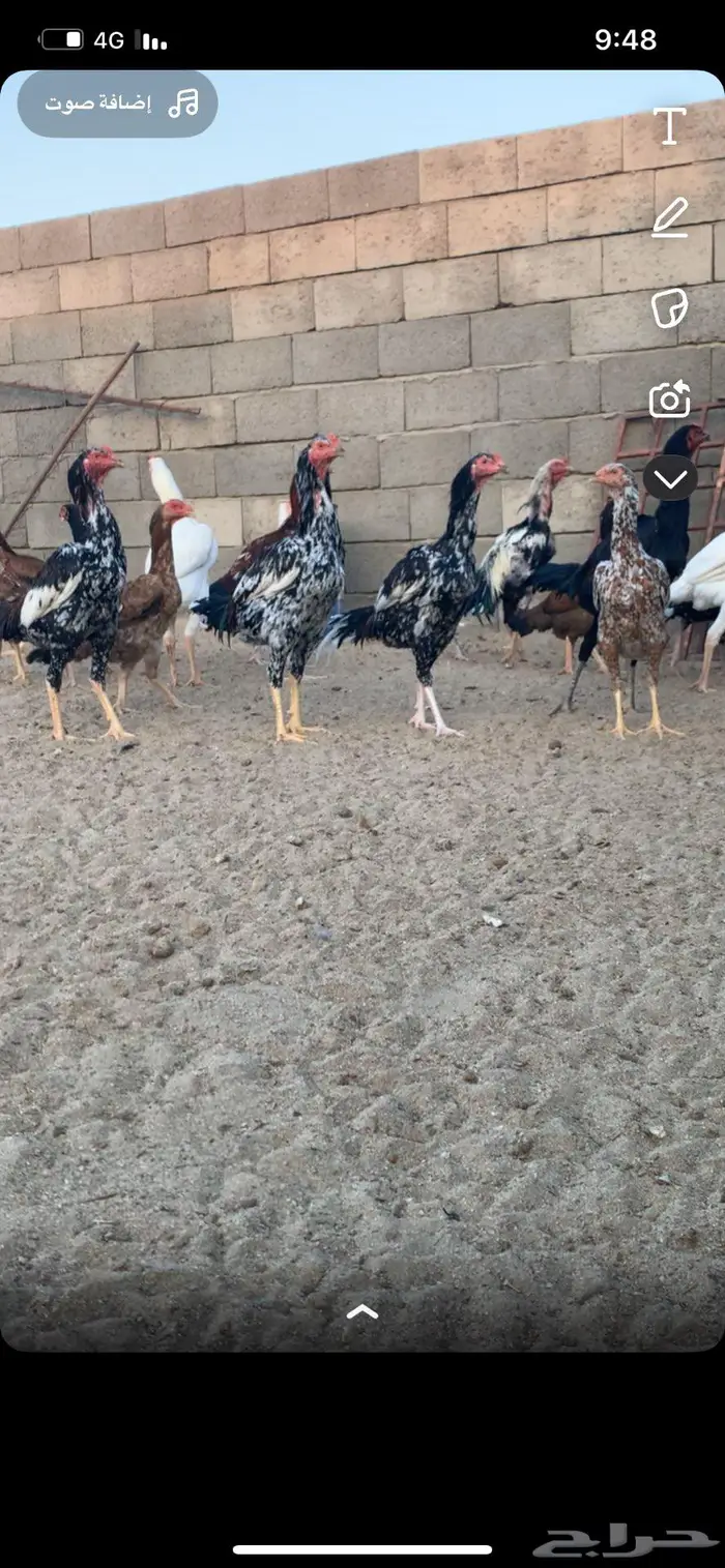 دجاج سندي دم صافي 1