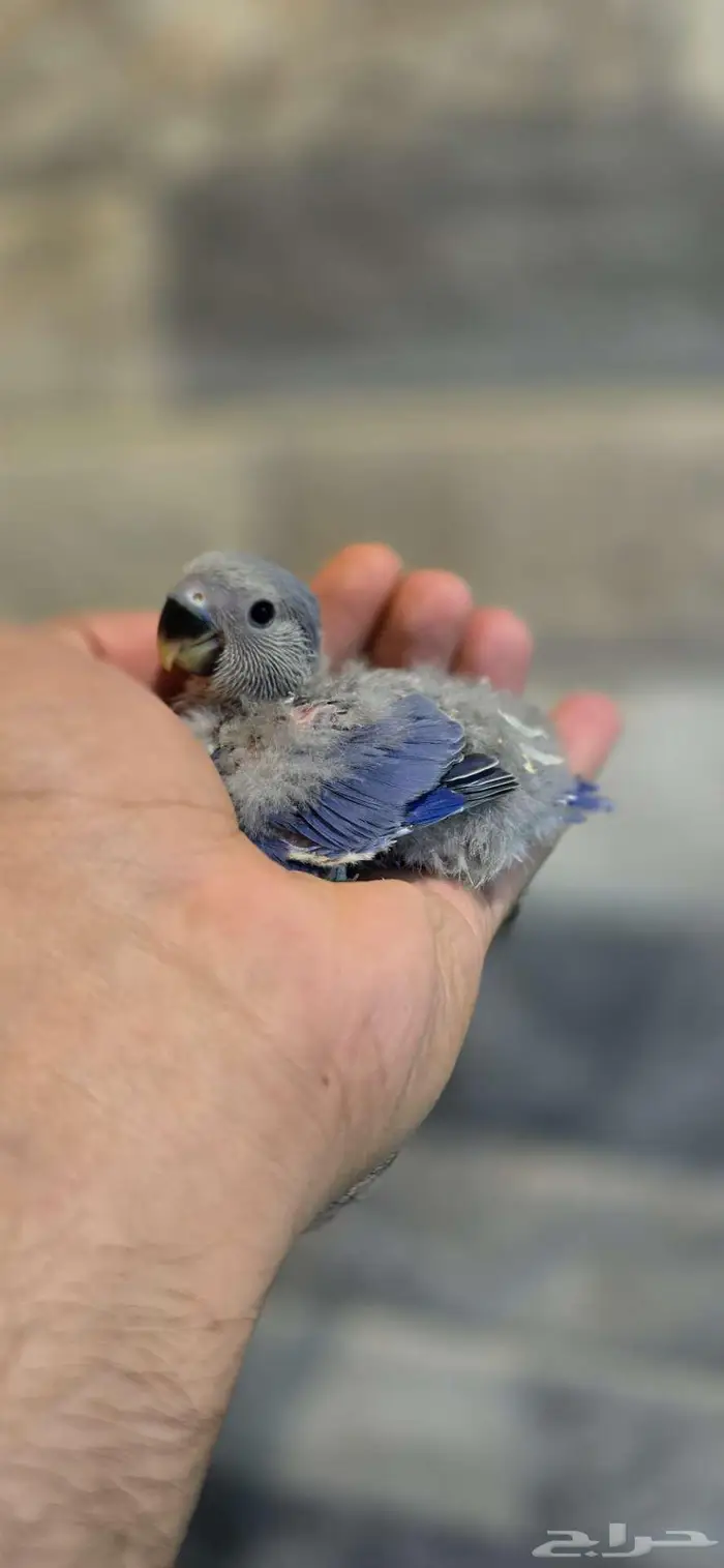 فرخ روز فايلوت 0