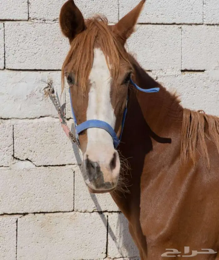 فرسه جزيريه مع مهرتها 2