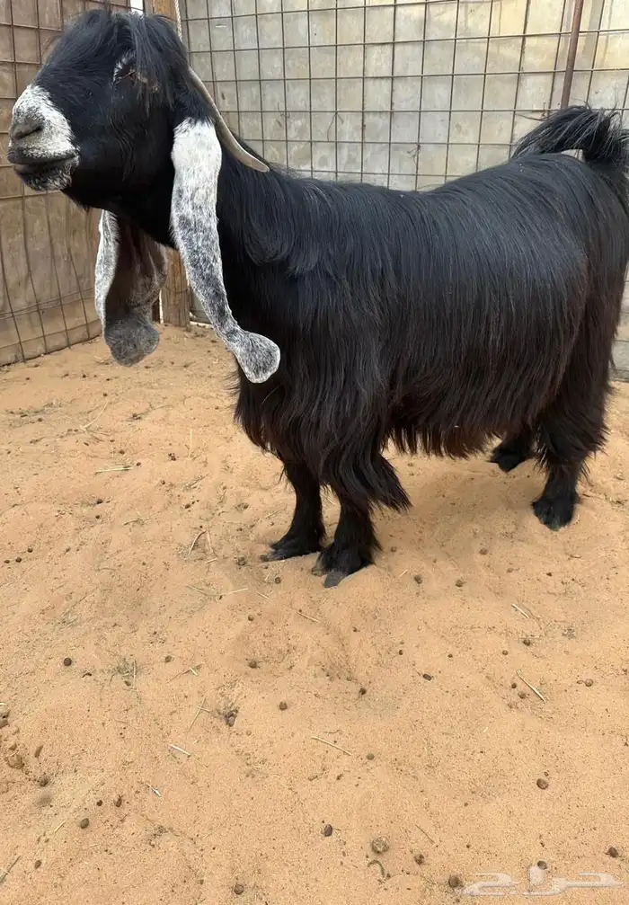 عرض بيع عنزين عوارض ضغط عالي 0