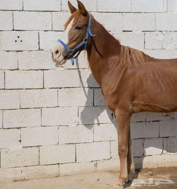 فرسه جزيريه مع مهرتها 4